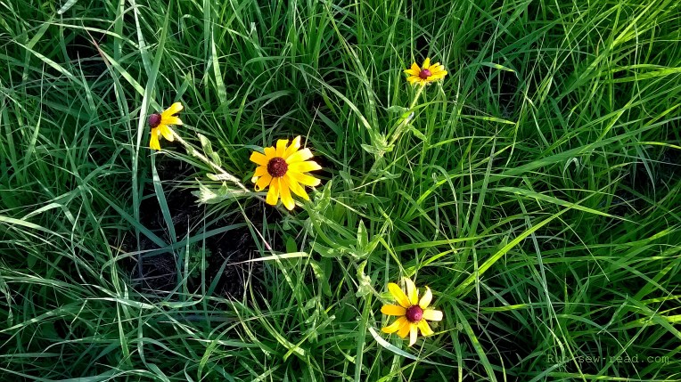 WP_20140608_021--marked