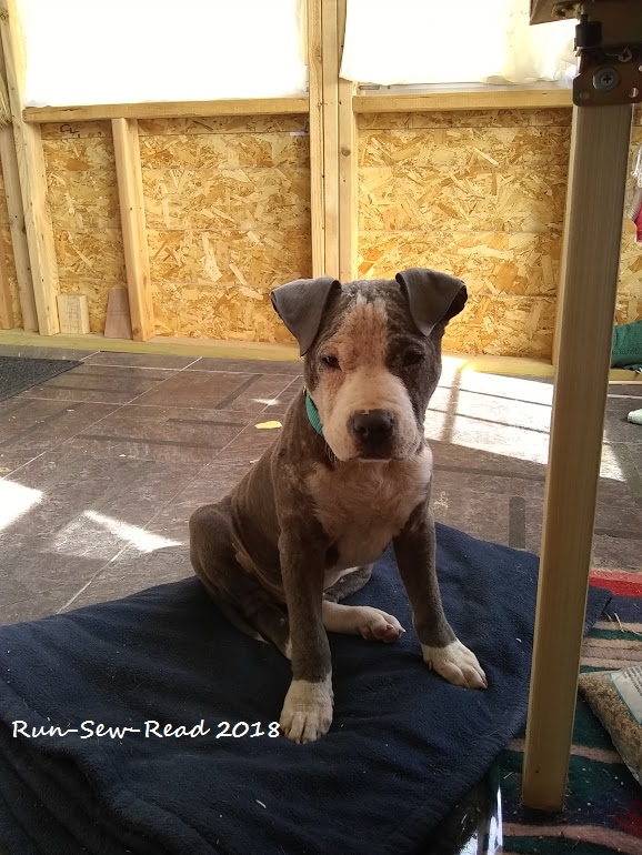 Rufus sitting1--watermark