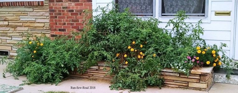 Tomato plant 2018