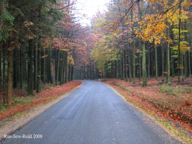 Tree lined road 2 a