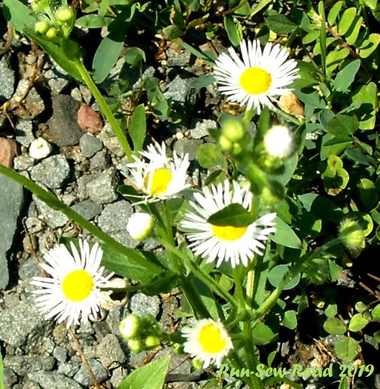 SAMSUNG DIGITAL CAMERA