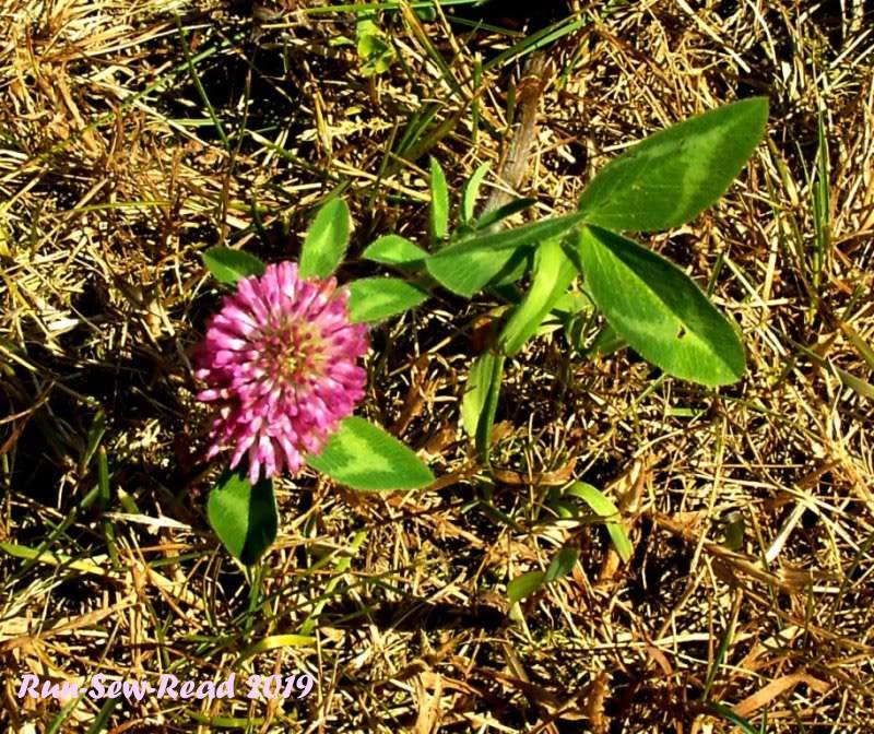 SAMSUNG DIGITAL CAMERA